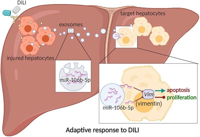 miR-106b-5p protects against drug-induced liver injury by targeting vimentin to stimulate liver regeneration
