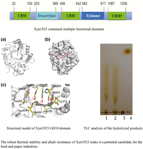 Molecular cloning and characterization of a novel xylanase from Microbacterium imperiale YD-01