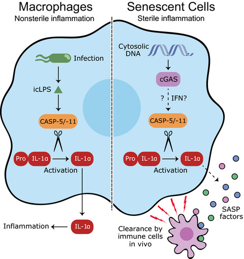 IL-1α cleavage by inflammatory caspases of the noncanonical inflammasome controls the senescence-associated secretory phenotype