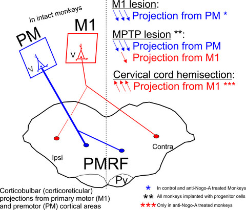 Changes of motor corticobulbar projections following different lesion types affecting the central nervous system in adult macaque monkeys