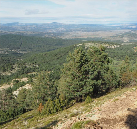 Vegetation change over a period of 46 years in a Mediterranean mountain massif (Penyagolosa, Spain)