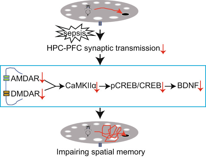 Hippocampus-prefrontal cortex inputs modulate spatial learning and memory in a mouse model of sepsis induced by cecal ligation puncture