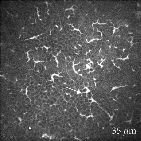 Details are in the caption following the image