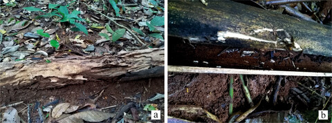 Decay classes of coarse woody debris in a lowland Dipterocarp forest: implications for volume, density, and carbon estimates