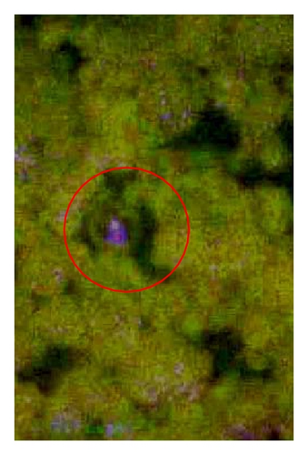 Details are in the caption following the image