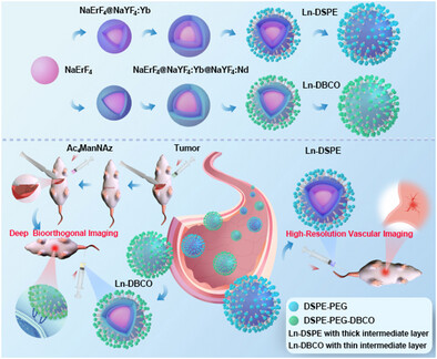Intermediate Layer-Engineered Lanthanide Nanoparticles Enable Deep Bioorthogonal Liver Tumor and Vascular Imaging via Switchable NIR-II Emissions