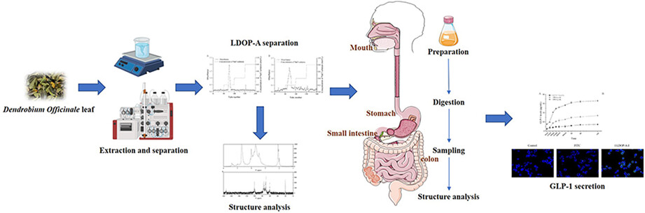 Physicochemical property changes of Dendrobium officinale leaf polysaccharide LDOP-A and it promotes GLP-1 secretion in NCI-H716 cells by simulated saliva-gastrointestinal digestion