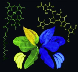 Blue Luminescence of Ripening Bananas