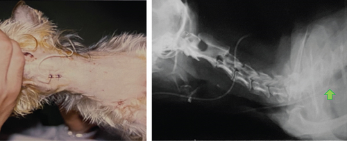 Details are in the caption following the image Details are in the caption following the image