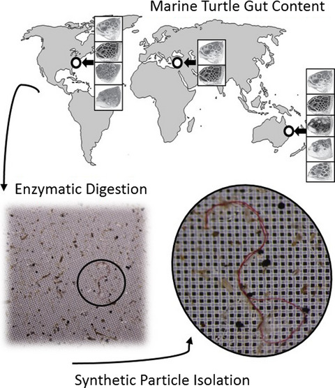 Microplastic ingestion ubiquitous in marine turtles