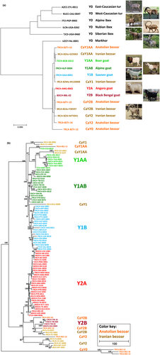 Details are in the caption following the image Details are in the caption following the image