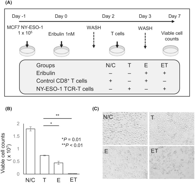 Eribulin is an immune potentiator in breast cancer that upregulates human leukocyte antigen class I expression via the induction of NOD-like receptor family CARD domain-containing 5