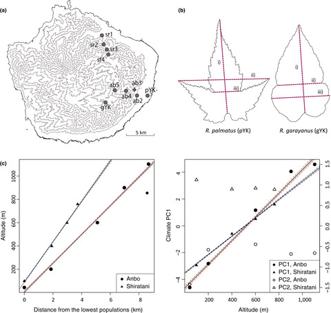 Ambiguous species boundaries: Hybridization and morphological variation in two closely related Rubus species along altitudinal gradients