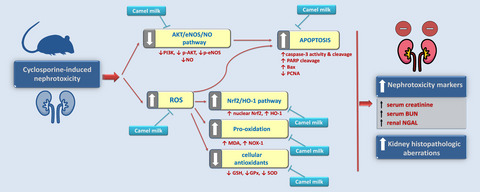 Inhibition of oxidative stress and apoptosis by camel milk mitigates cyclosporine-induced nephrotoxicity: Targeting Nrf2/HO-1 and AKT/eNOS/NO pathways