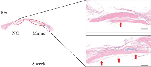 Details are in the caption following the image Details are in the caption following the image