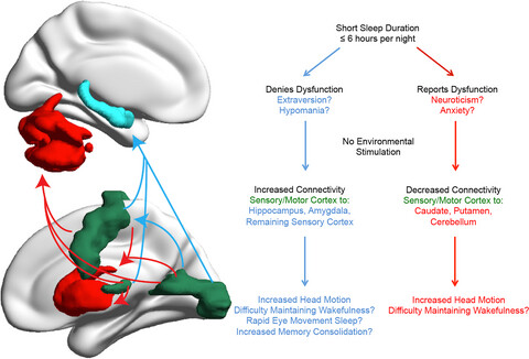 Sleep duration and resting fMRI functional connectivity: examination of short sleepers with and without perceived daytime dysfunction