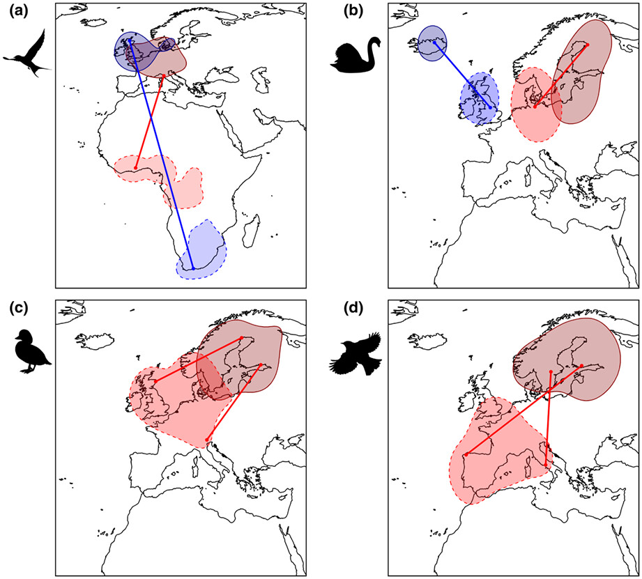 Eco-evolutionary drivers of avian migratory connectivity