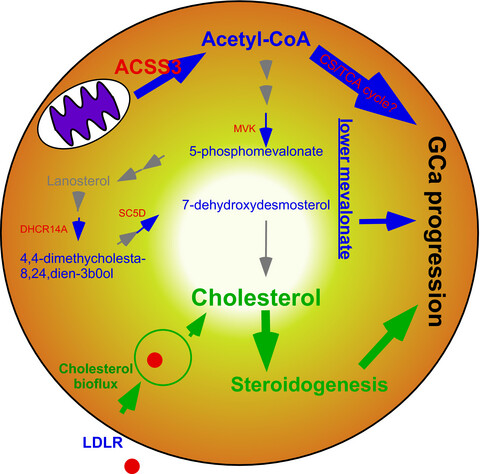 Mitochondrial Acetyl-CoA Synthetase 3 is Biosignature of Gastric Cancer Progression