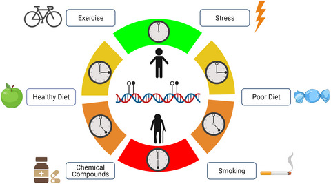 Human age reversal: Fact or fiction?