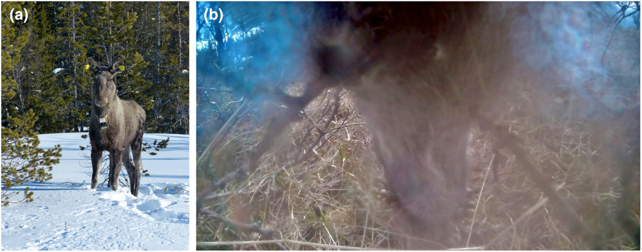 Coprophagy in moose: A first observation