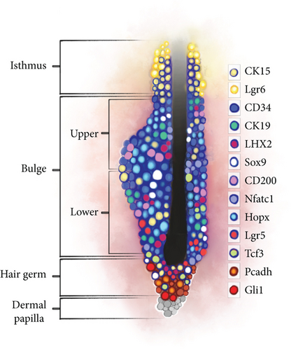 Details are in the caption following the image Details are in the caption following the image