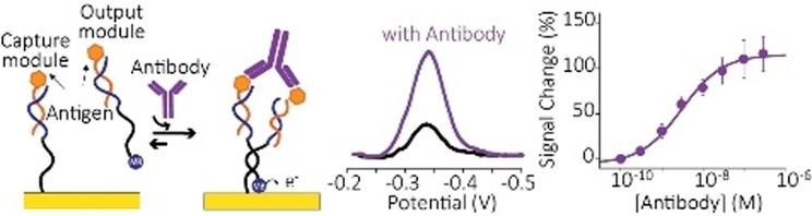 Harnessing Effective Molarity to Design an Electrochemical DNA-based Platform for Clinically Relevant Antibody Detection