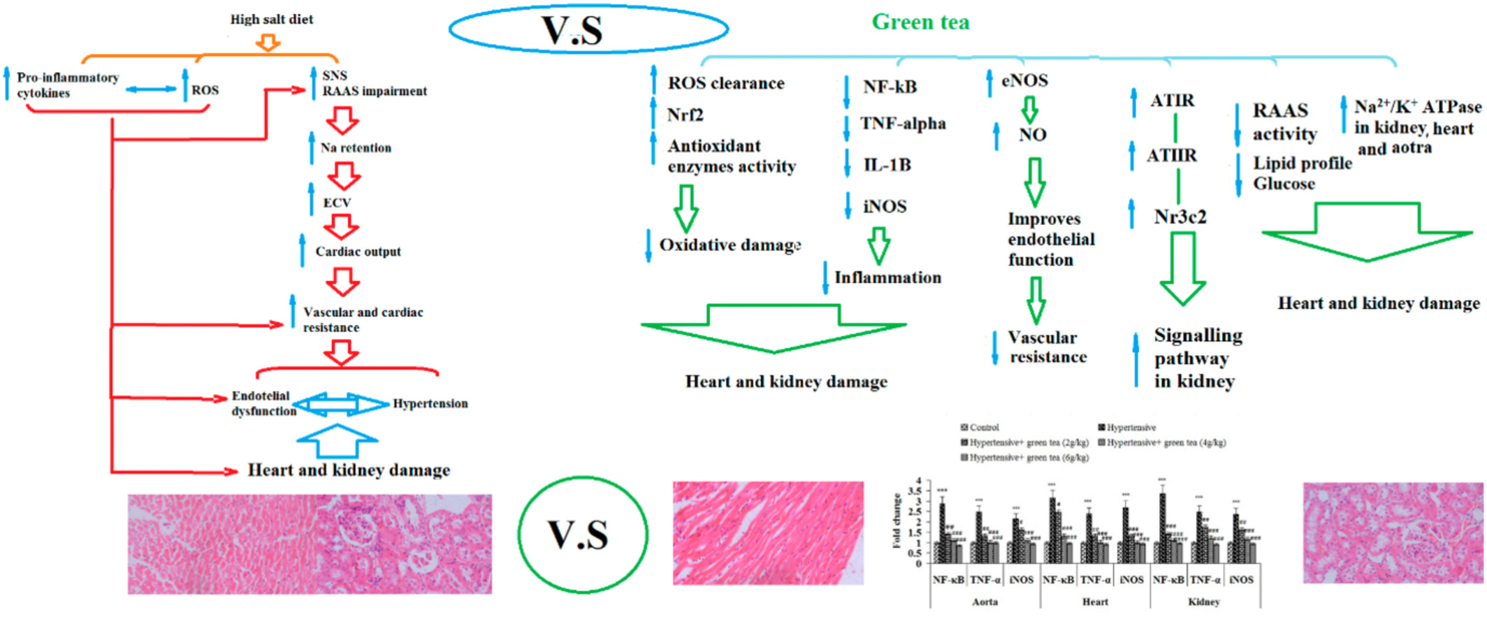 Green tea could improve elderly hypertension by modulating arterial stiffness, the activity of the renin/angiotensin/aldosterone axis, and the sodium–potassium pumps in old male rats