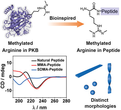 Arginine Methylation Regulates Self-Assembly of Peptides