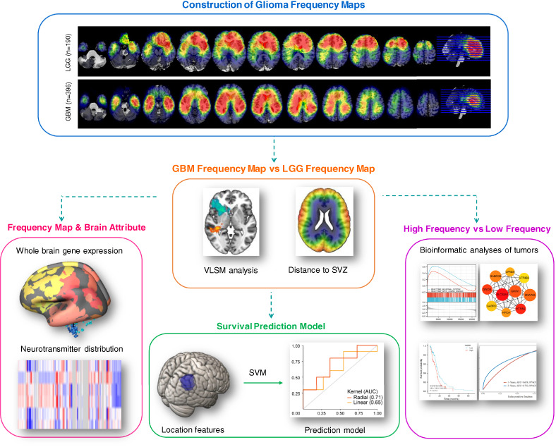 New insights into glioma frequency maps: From genetic and transcriptomic correlate to survival prediction