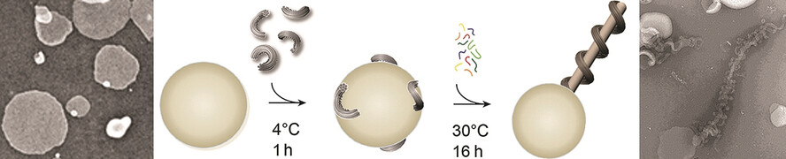 Vesicle Tubulation with Self-Assembling DNA Nanosprings