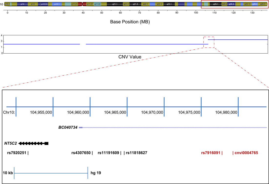 Distal trisomy 10q syndrome, report of a patient with duplicated q24.31 – qter, autism spectrum disorder and unusual features