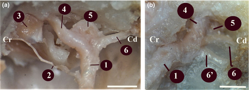 Details are in the caption following the image Details are in the caption following the image
