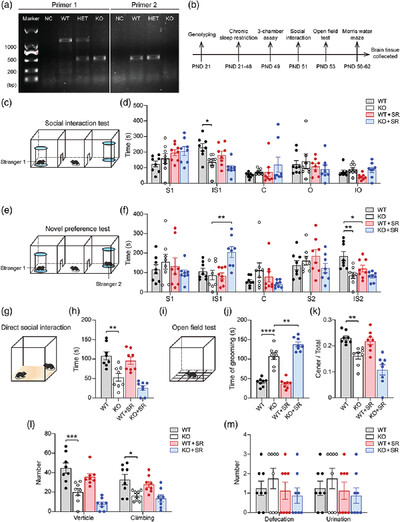 Effects of chronic sleep restriction on the neuro-phenotypes of Ctnnd2 knockout mice