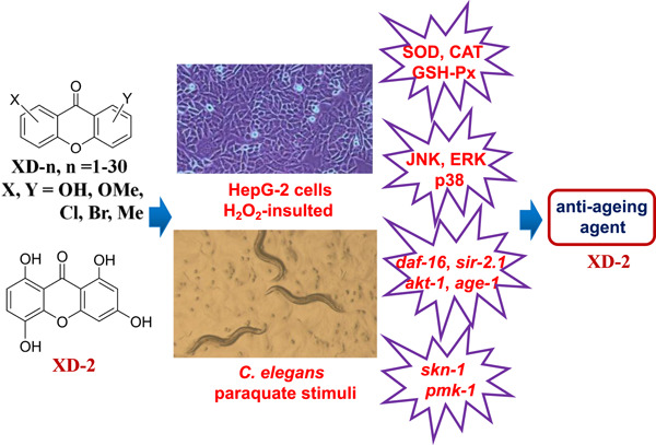 1,3,5,8-Tetrahydroxy-9H-xanthen-9-one exerts its antiageing effect through the regulation of stress-response genes and the MAPK signaling pathway
