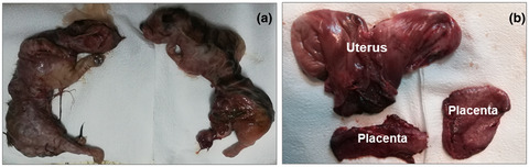 Caesarean section followed by ovariohysterectomy in a Bangladeshi domestic cat: A surgical intervention for management of dystocia due to partial primary uterine inertia