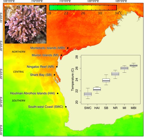 Restricted gene flow and local adaptation highlight the vulnerability of high-latitude reefs to rapid environmental change