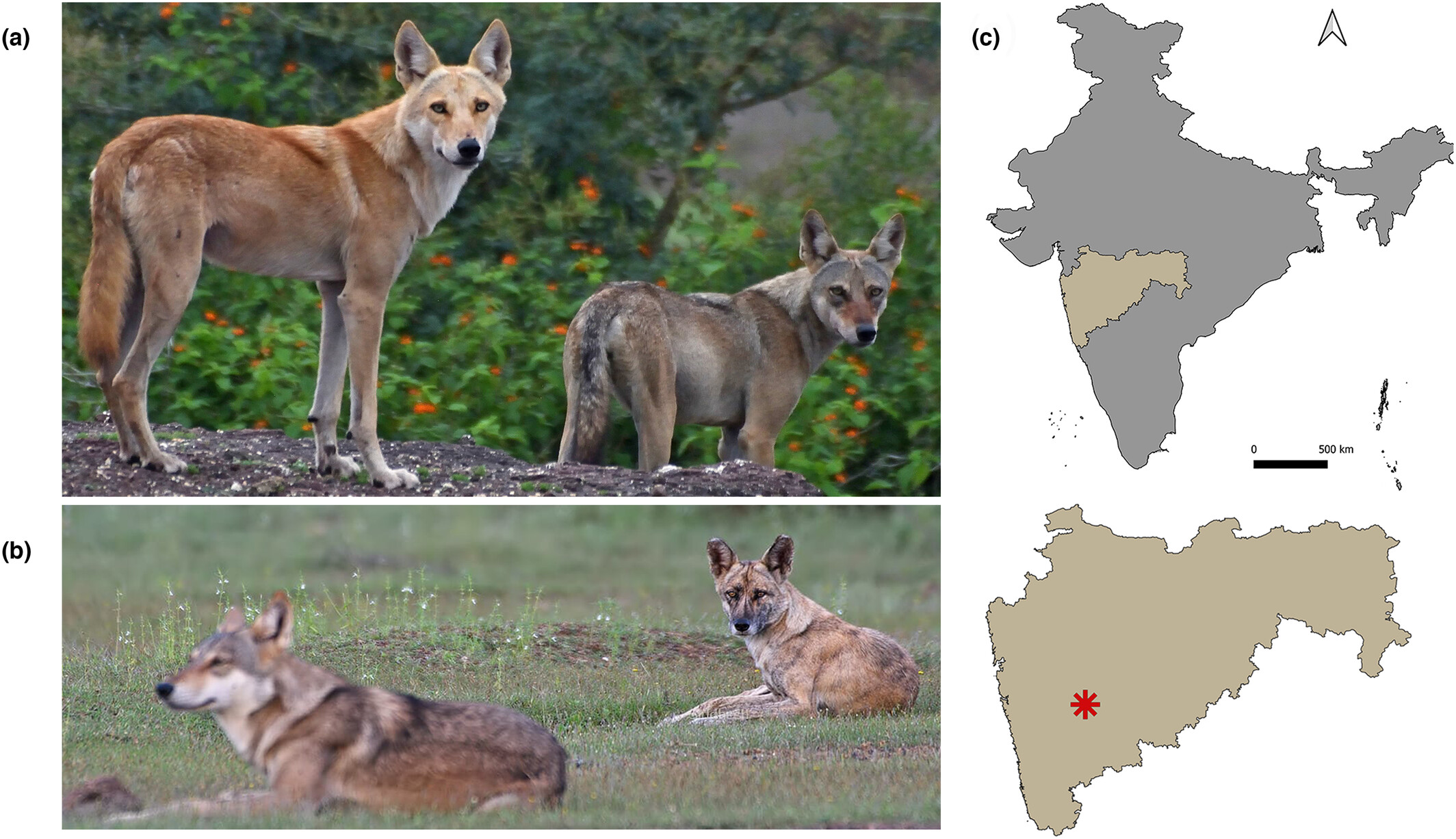 Citizen science facilitates first ever genetic detection of wolf-dog hybridization in Indian savannahs