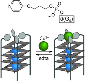 Reversible Stabilization of Transition-Metal-Binding DNA G-Quadruplexes