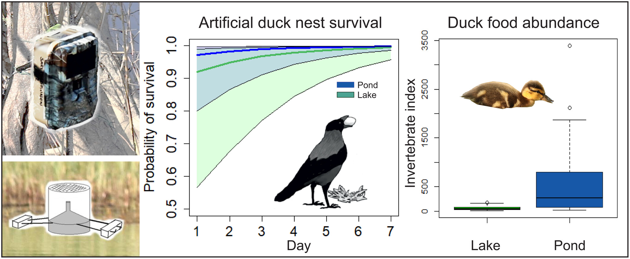 Balancing between predation risk and food by boreal breeding ducks