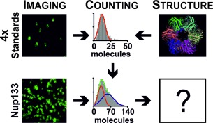 A Set of Homo-Oligomeric Standards Allows Accurate Protein Counting