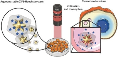 Aqueous Stable Gold Nanostar/ZIF-8 Nanocomposites for Light-Triggered Release of Active Cargo Inside Living Cells