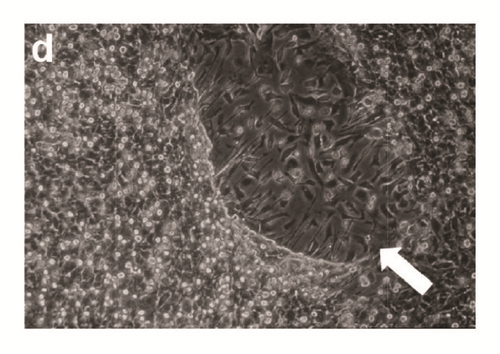 Details are in the caption following the image