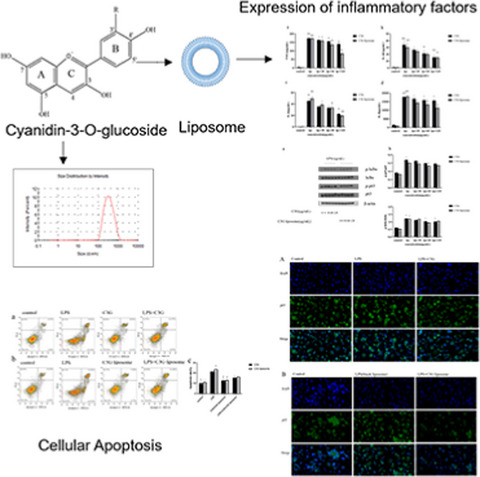 Anti-inflammatory activity of cyanidin-3-O-glucoside and cyanidin-3-O-glucoside liposomes in THP-1 macrophages