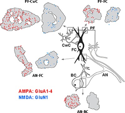 Target- and input-dependent organization of AMPA and NMDA receptors in synaptic connections of the cochlear nucleus