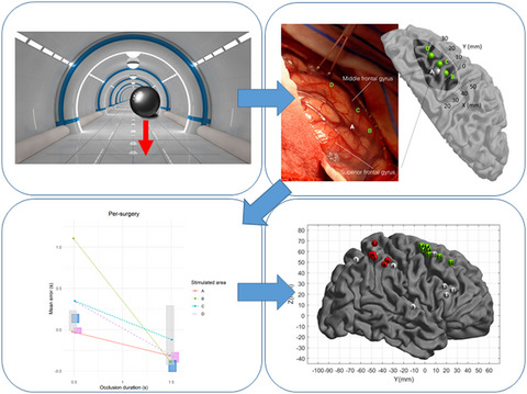 Time-to-contact perception in the brain