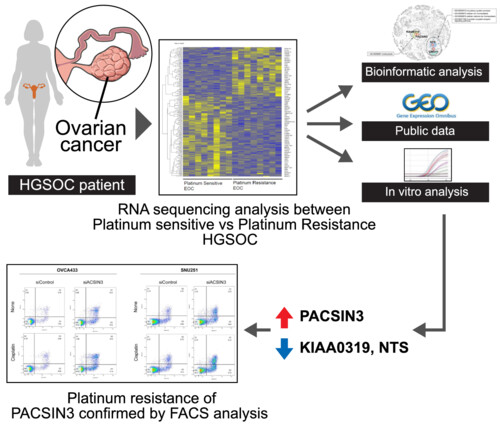 RNA sequencing and bioinformatics analysis revealed PACSIN3 as a potential novel biomarker for platinum resistance in epithelial ovarian cancer