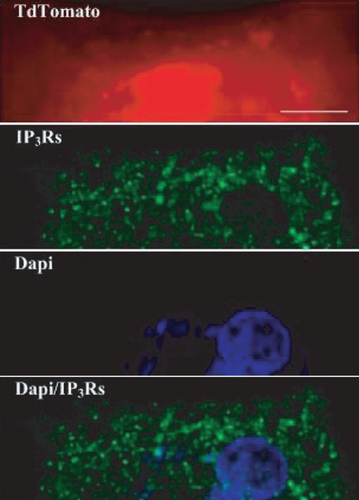 Details are in the caption following the image Details are in the caption following the image