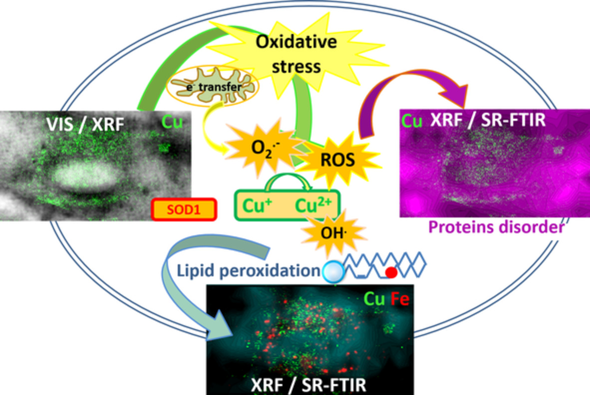 Lipids status and copper in a single astrocyte of the rat model for amyotrophic lateral sclerosis: Correlative synchrotron-based X-ray and infrared imaging