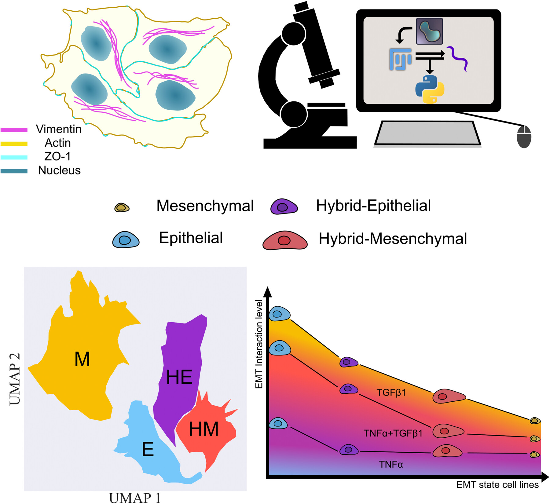 Phenomics Demonstrates Cytokines Additive Induction of Epithelial to Mesenchymal Transition