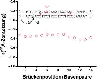 Distance-Independent DNA Charge Transport across an Adenine Tract
